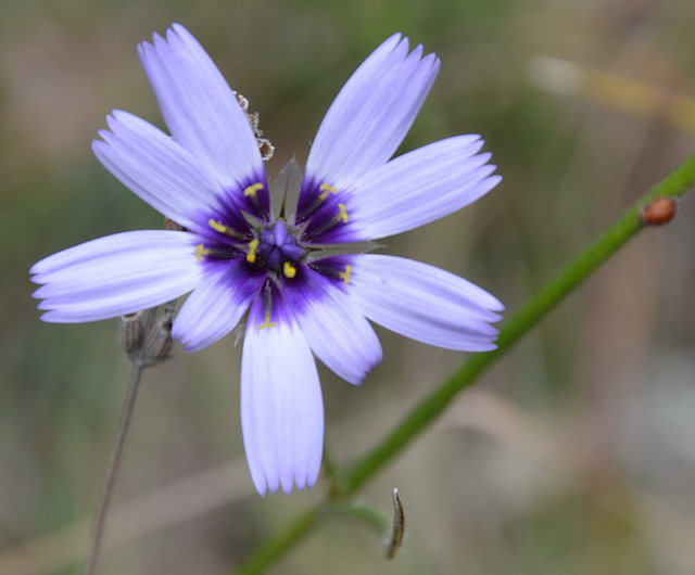 Fleur bleue : Tragopogon ou salsifis sauvage