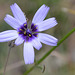 Fleur bleue : Tragopogon ou salsifis sauvage