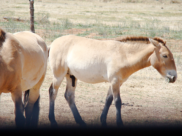 Mongolian Horses.