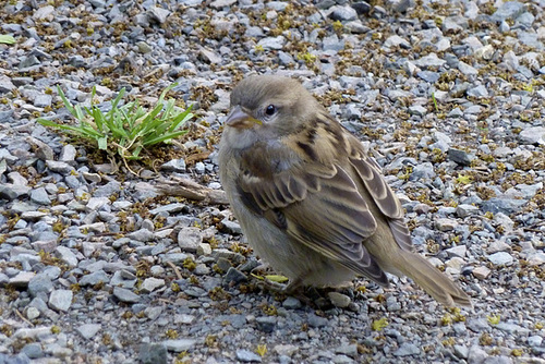 Leipzig 2013 – Sparrow