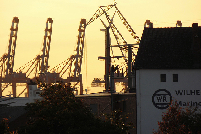 Elbkräne im Sonnenuntergang