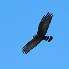 A Zone Tailed Hawk ?