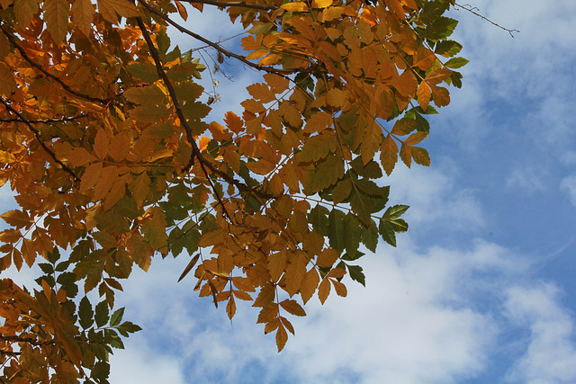 Savonnier en automne