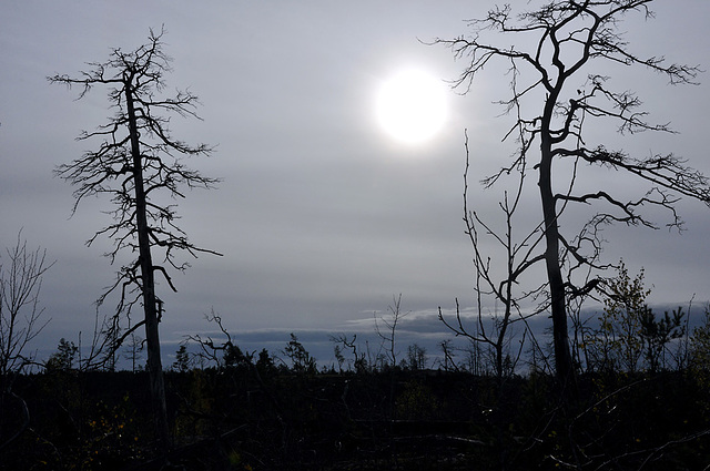 Dead trees at Tyresta