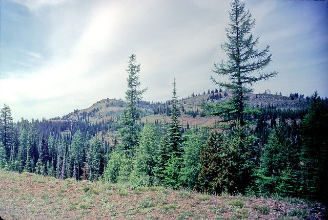 27-forest_view_adj