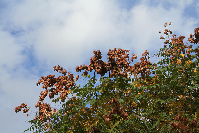 Savonnier en automne