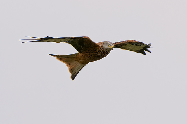 Red Kite (e)