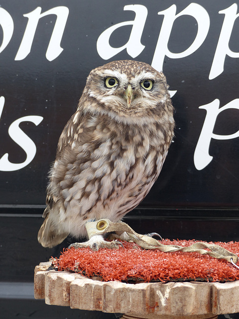 Little Owl in Milford Haven - 23 September 2014