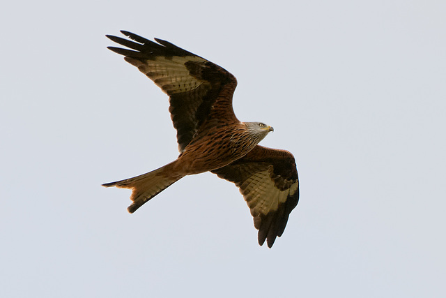 Red Kite (b)