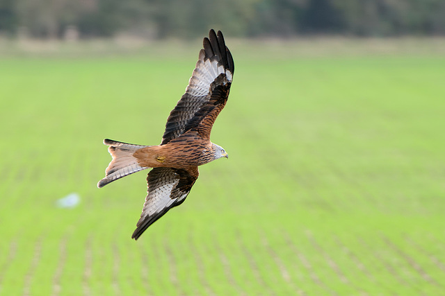 Red Kite (a)