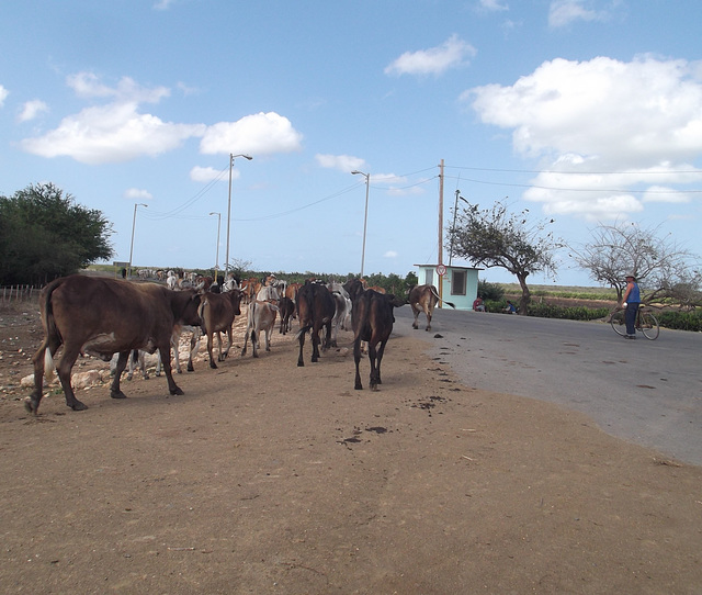 Parade de boeufs / Parada de bueyes.