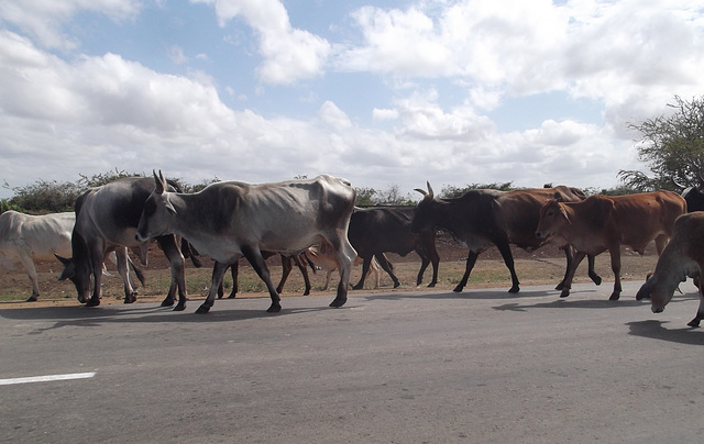 Parade de boeufs / Parada de bueyes.