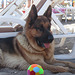 Daman - the lovely dog who guards Dogan's hotel