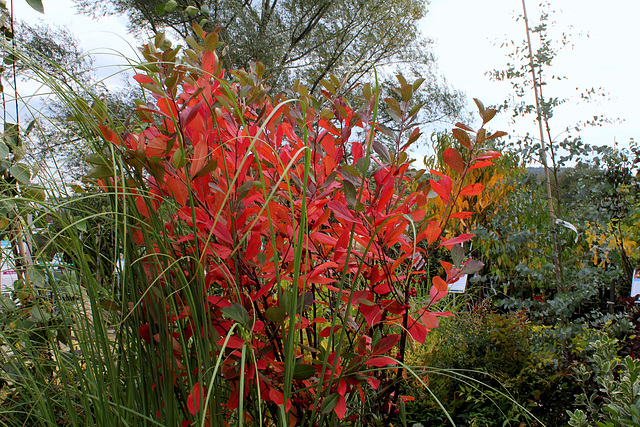 Aronia arbutifolia 'Brilliant C '