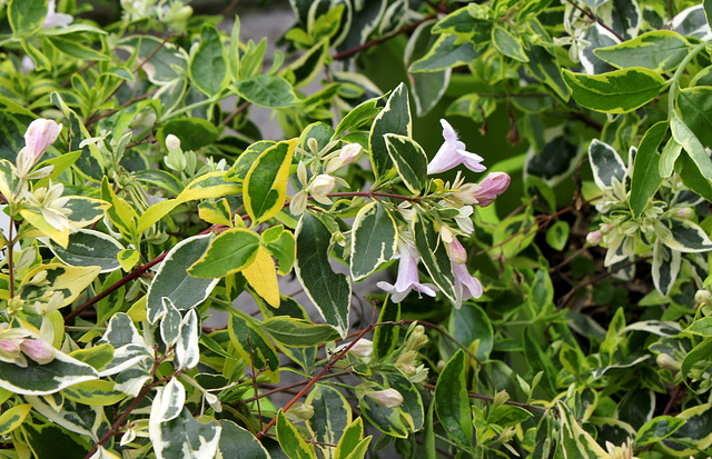 Abelia x grandiflora ' Hopleys