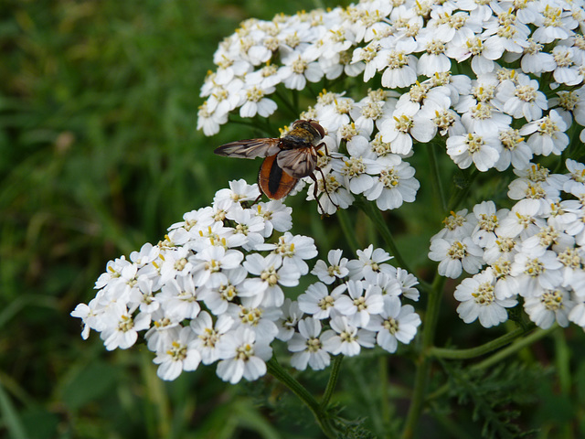 .... Blüten besuchen