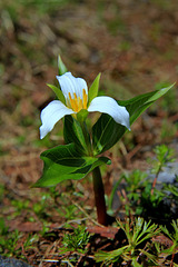 Trillium ovatum