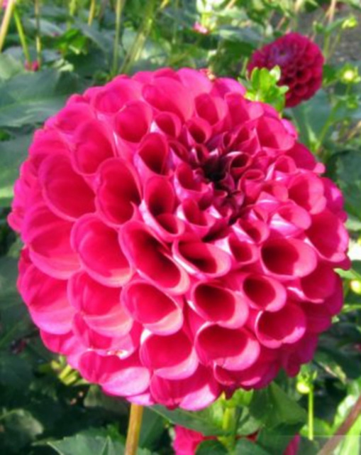 Dahlia pompon