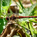 Drago the Dragonfly