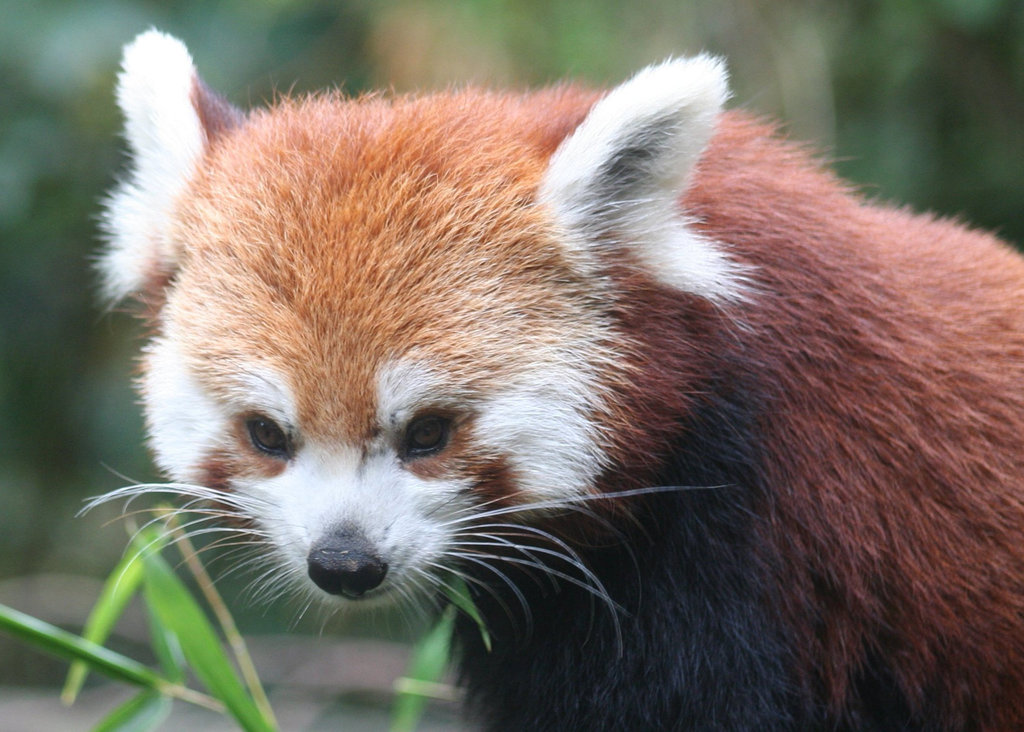 Red Panda