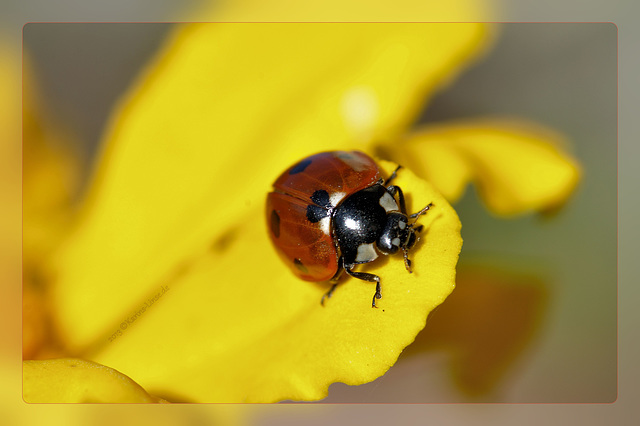 Marienkäfer zeigt herz / ladybird with heart