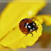 Marienkäfer zeigt herz / ladybird with heart