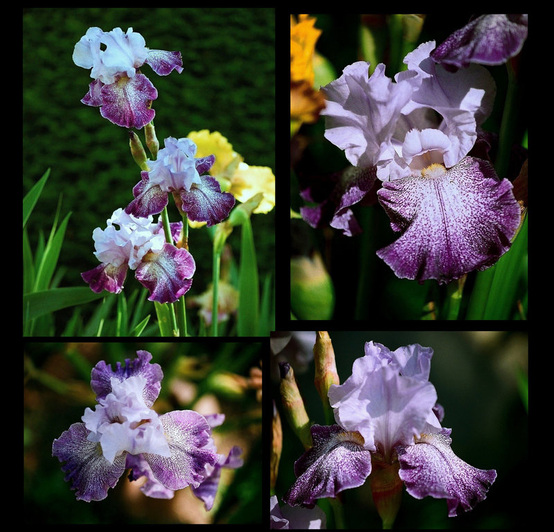 Iris Splashacata