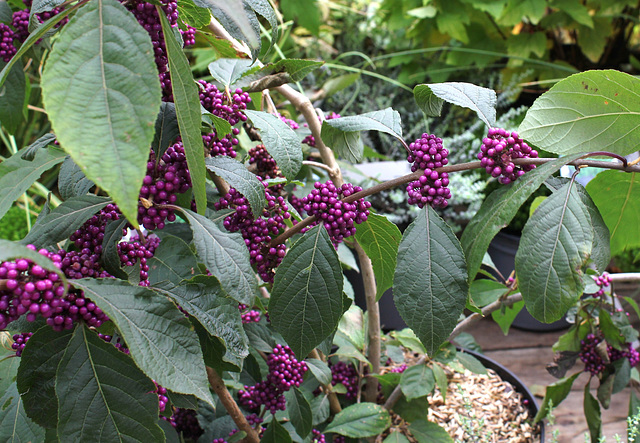 Callicarpa