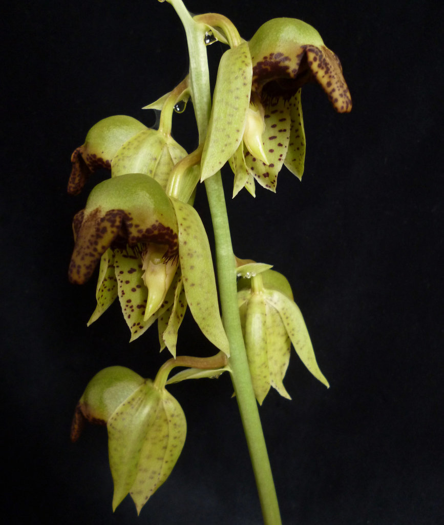 Catasetum sanguineum