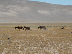 West Central NV2 76