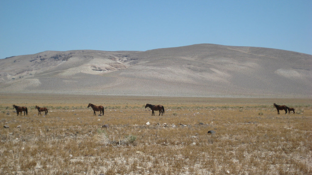 West Central NV2 80