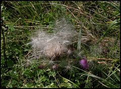 Akène plumeux de chardon