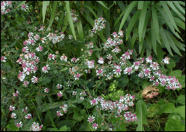 Aster lateriflorus