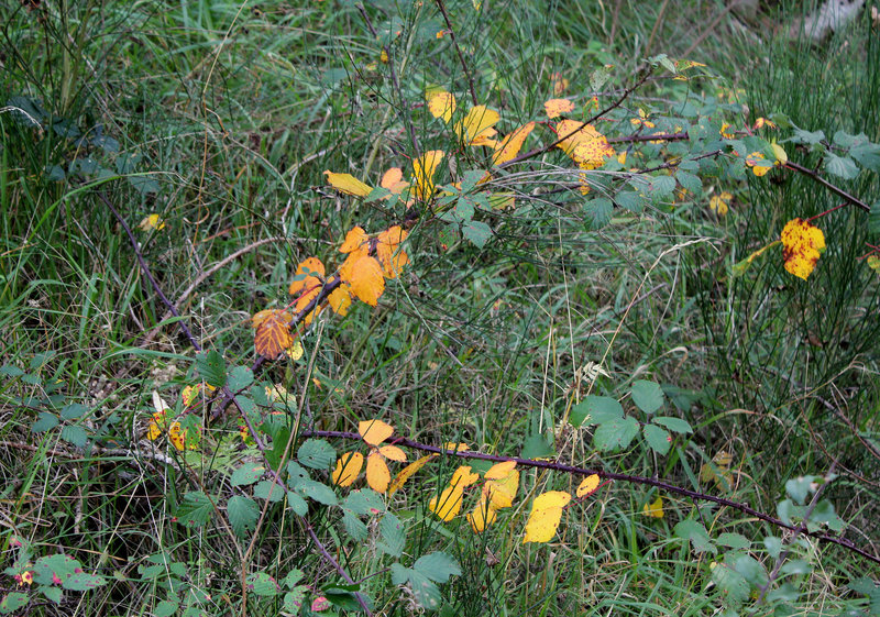 Ronce en automne
