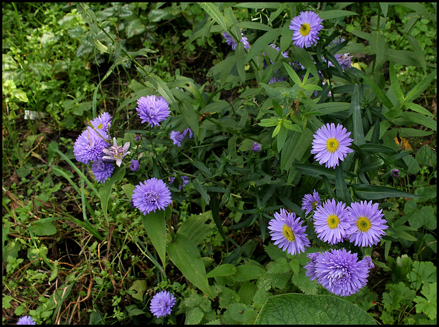 Aster Marie Ballard (2)