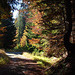 Herbstwald in Kärnten