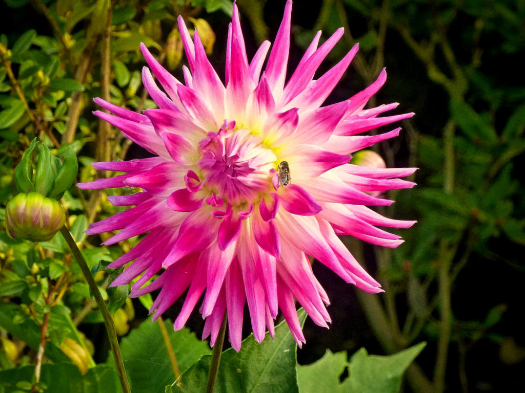 Macro Flower and Bee