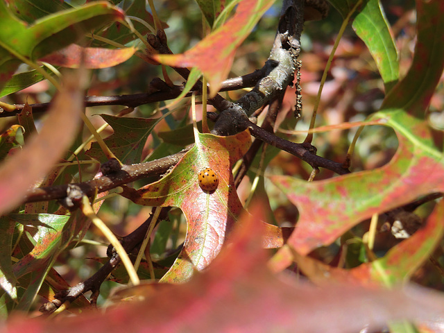 Ladybug at Rest