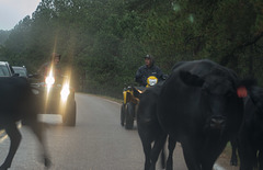 Sturgis, SD cattle drive (0353)