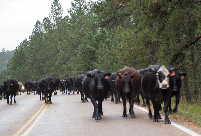 Sturgis, SD cattle drive (0352)