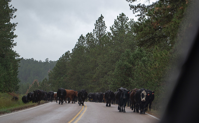 Sturgis, SD cattle drive (0351)