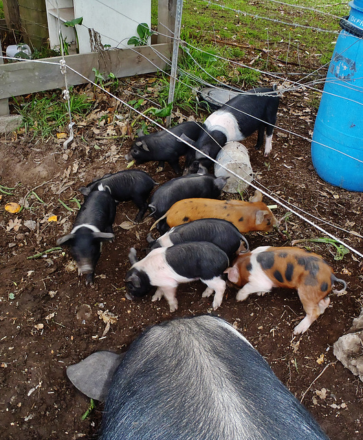 the Brights have piglets!