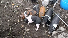 the Brights have piglets!