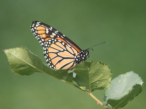 Monarch Butterfly