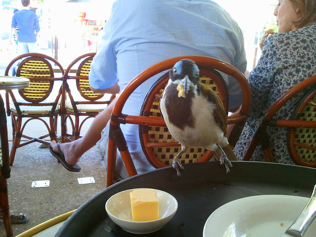 Honeyeater aka Butter Eater