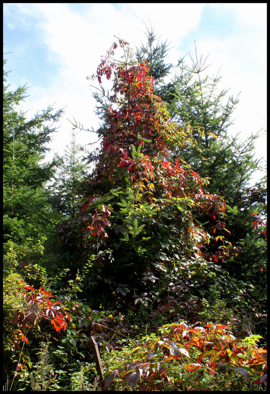 Vigne-vierge