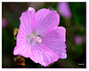 une mauve en pleurs