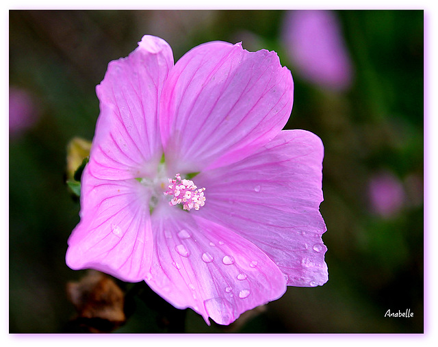 une mauve en pleurs