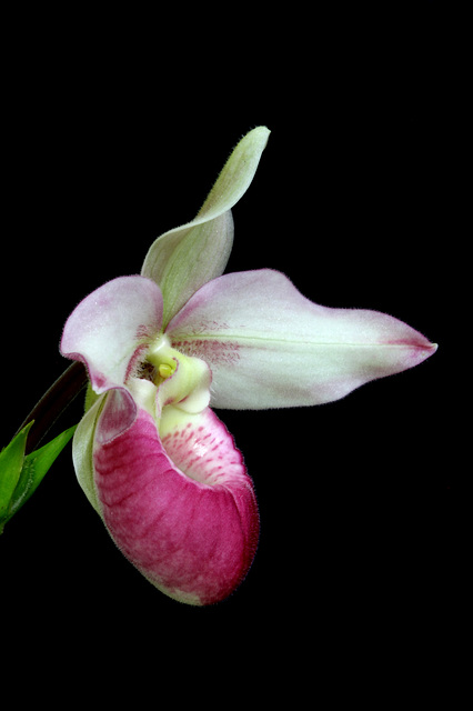 Phragmipedium Cardinale 'Birchwood'