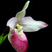 Phragmipedium Cardinale 'Birchwood'